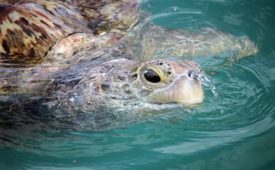 Cayman Islands turtle