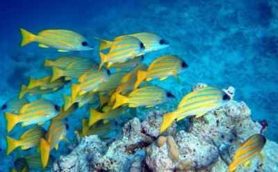 costa maya fish